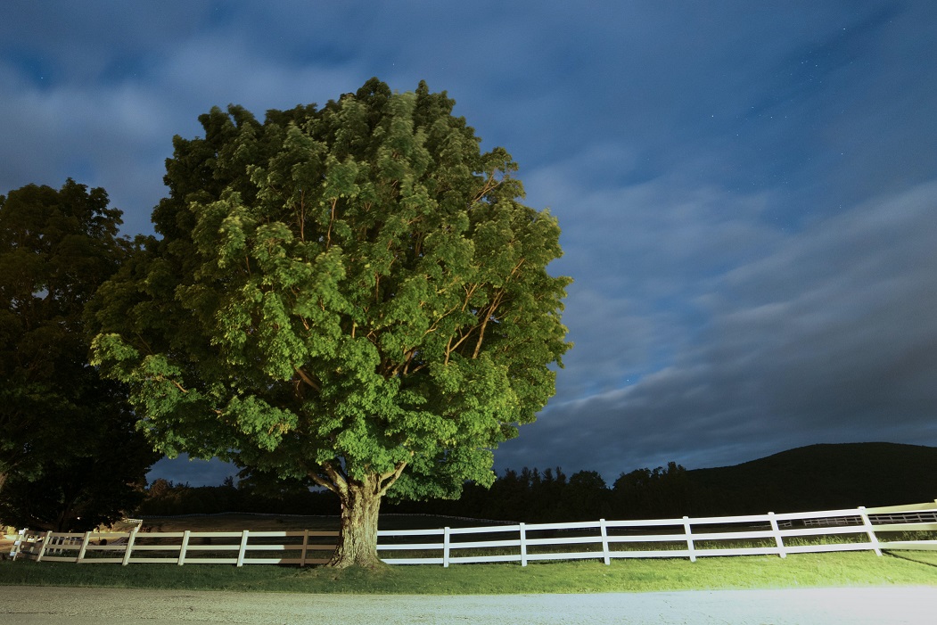 l'image représente un arbre