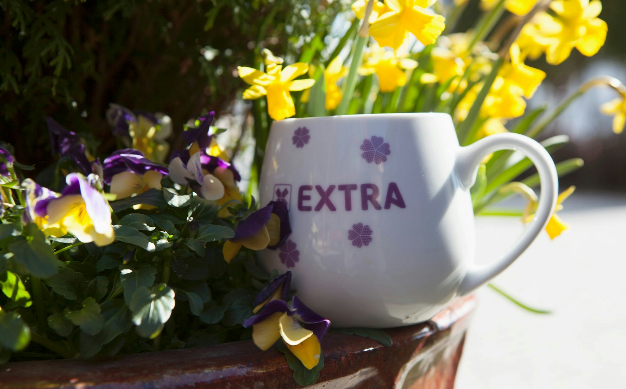 En kopp med lilla Extra-logo plassert på en blomsterpotte med gule og lilla blomster.