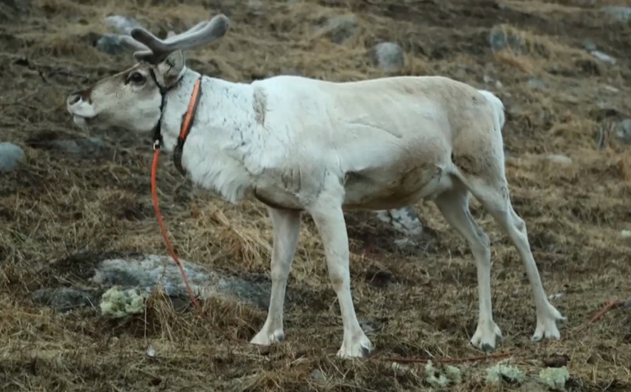 slaget om vidda, grasrotkampen, grasrot