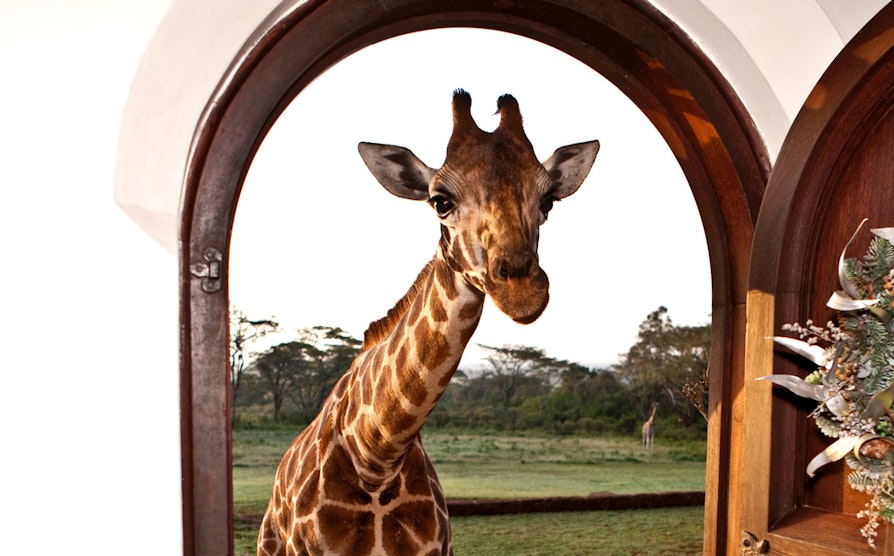 EURO_3915_2000x1244_Safaribilde
