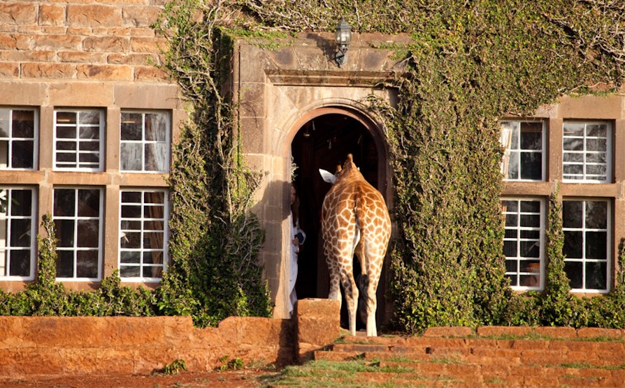 giraff_rumpe