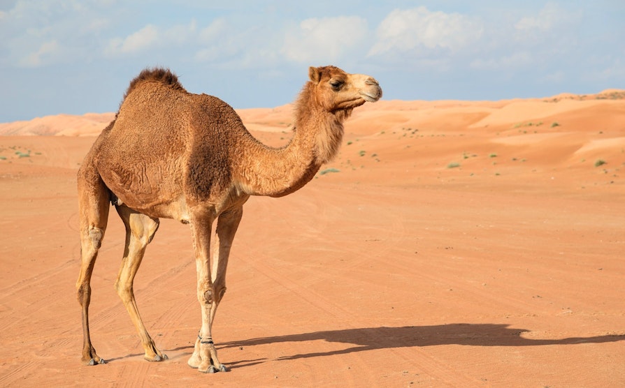 Illustrasjon Eurojackpot-reise Oman
