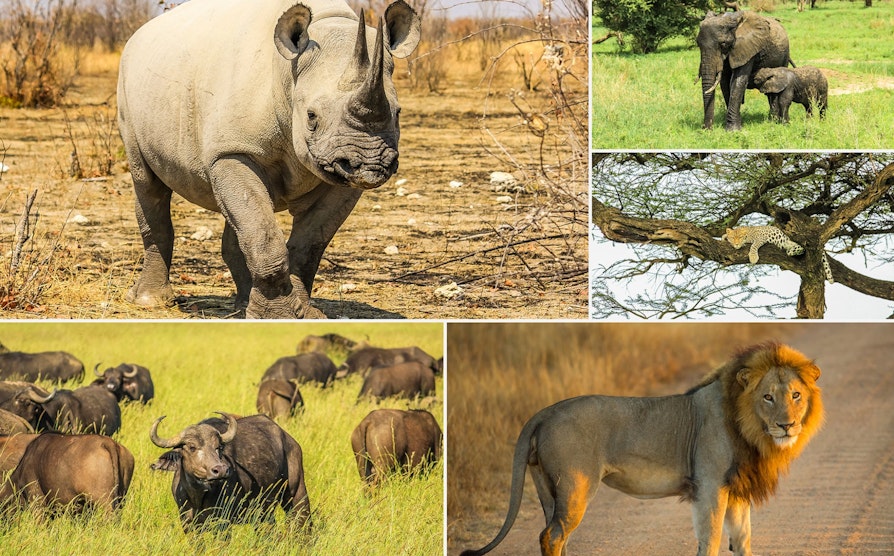 Eurojackpot, sør-afrika, big five, eurojackpot-reisen