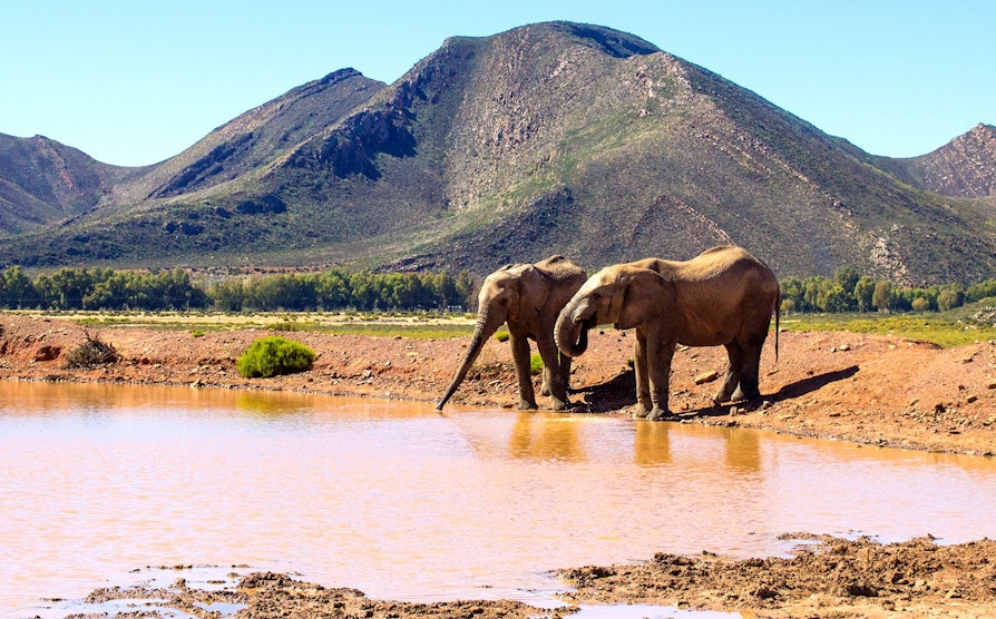 Cape Town
Sør-Afrika
Elefant
