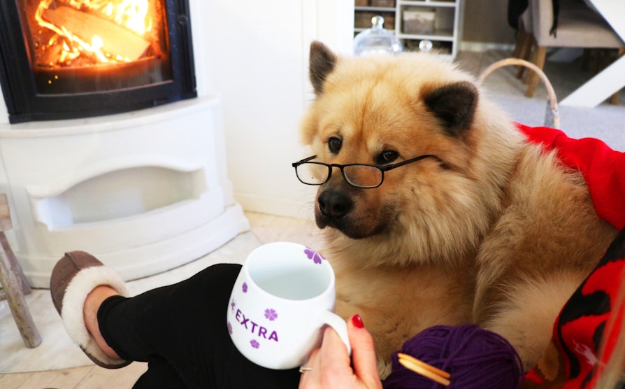 extra, teddy, illustrasjonsbilde, hund, kopp, strikking