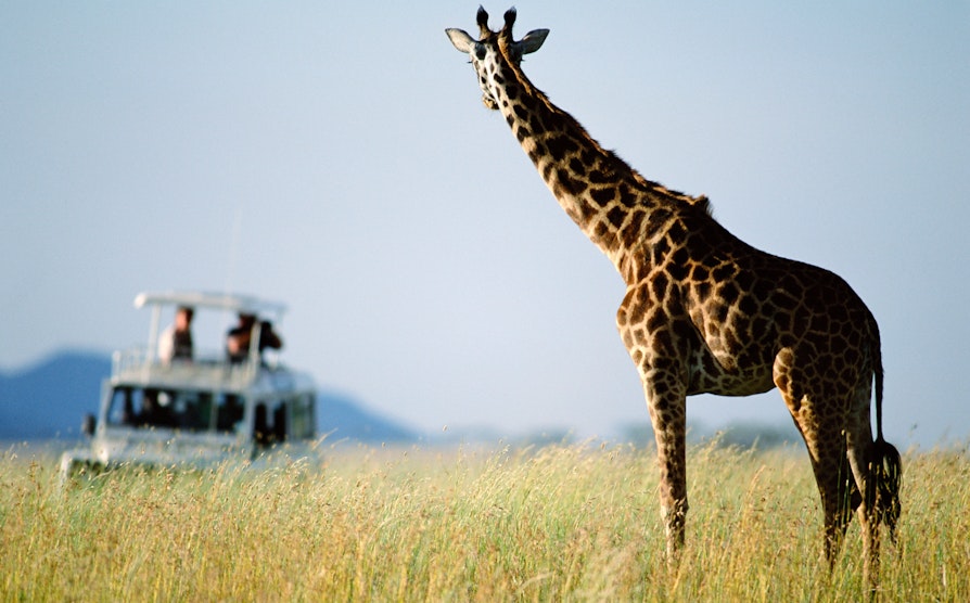 Eurojackpot, reise, safari