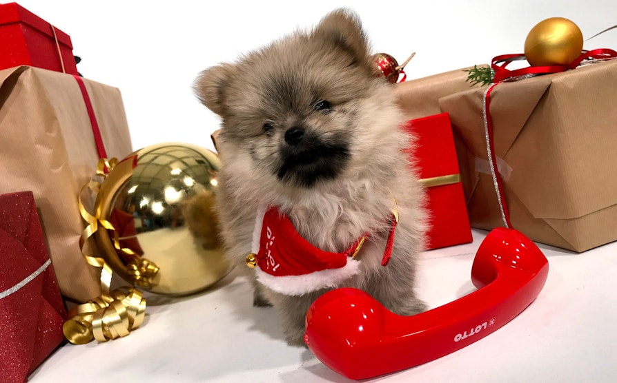 Ozzy, pomeranian, malteser, hund, søt hund, lotto, superlotto, jul, gro synstad sin hund