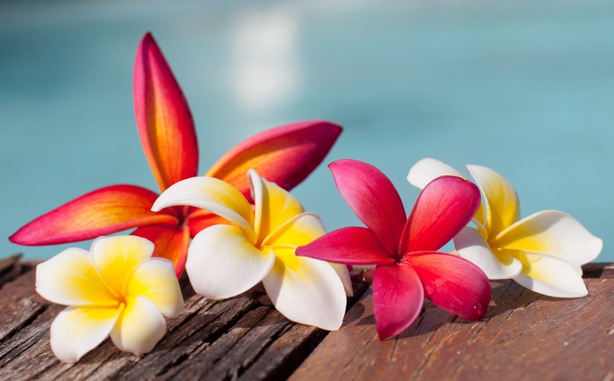 eurojackpot, reise, blomster, nasjonal tilleggspremie, illustrasjonsfoto, sol, hawaii-blomster