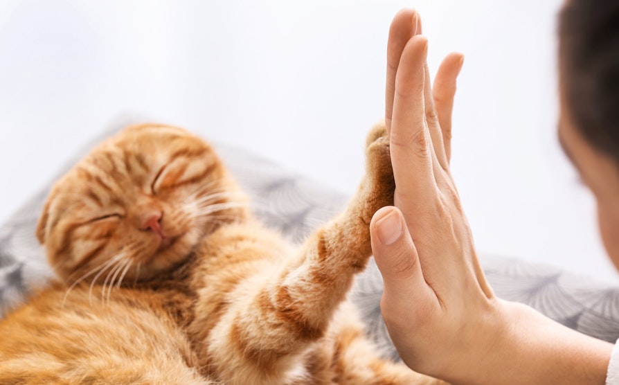 High Five med kattepus