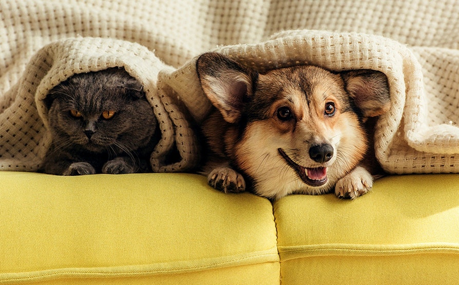 GRASROT_3619_1000x622_HundKatt_3-NY