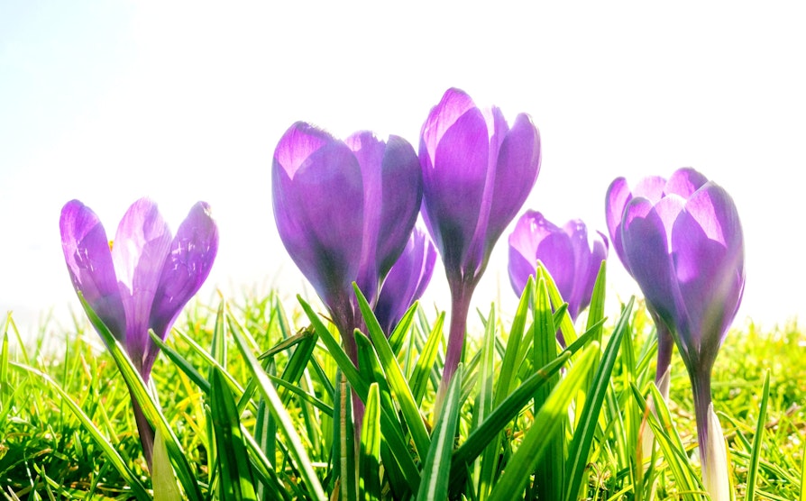 extra, illustrasjon, lille blomster, eng