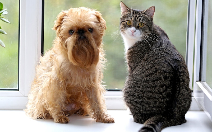 GRASROT_3619_1000x622_HundKatt_2