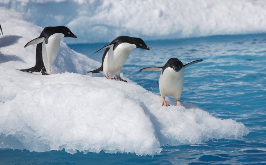Eurojackpot_penguin