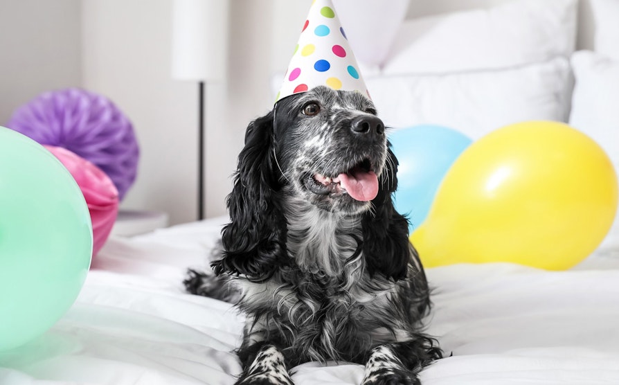 Cockerspaniel
