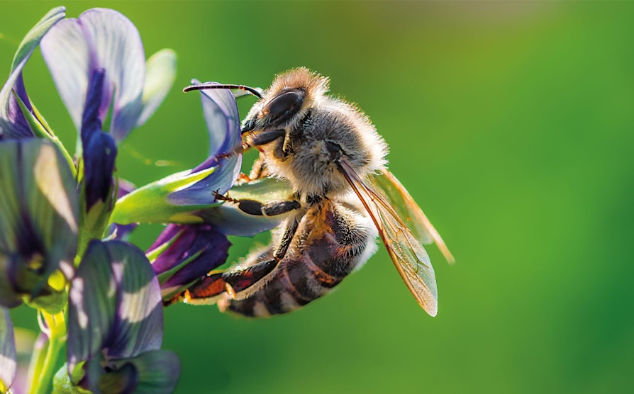 extra-sommer-blomst-bie