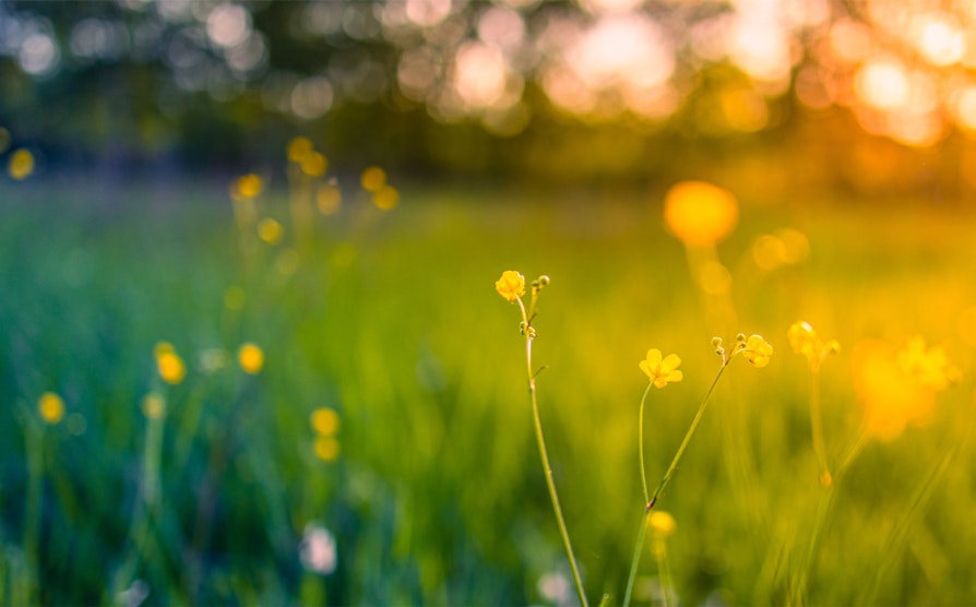 sommer-blomstereng
