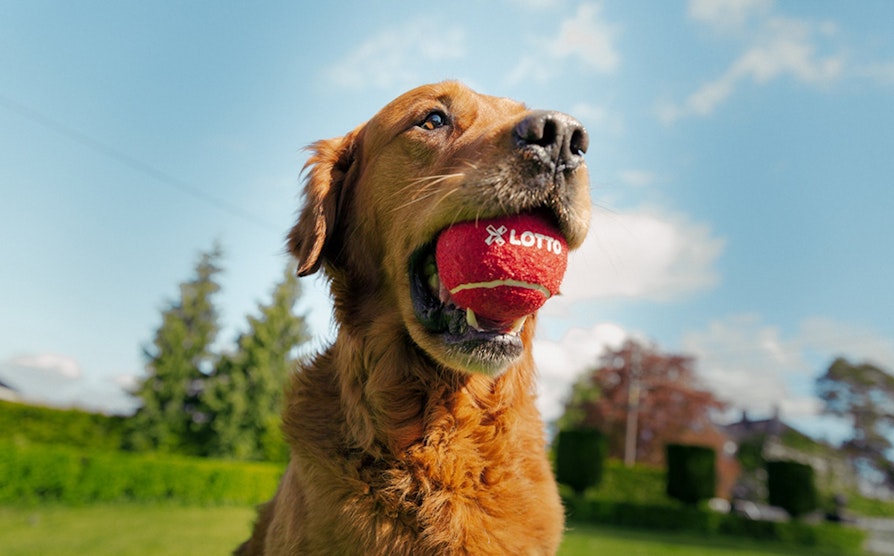 (L)OTTO, Otto, Lotto, tennisball, sommer, konkurranse