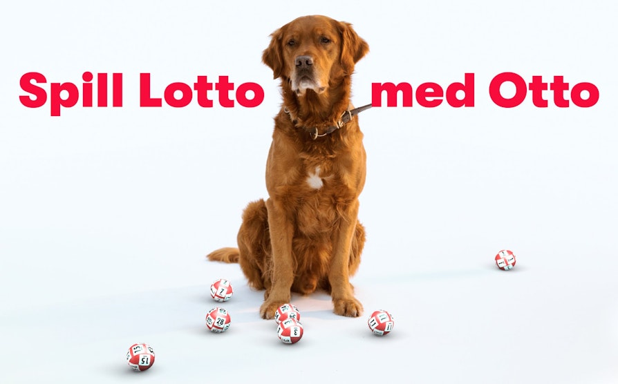 spill lotto med otto, hund