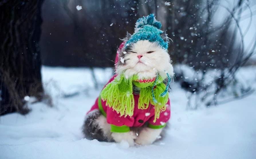 Cat wearing colorful scarf and beanie in snow