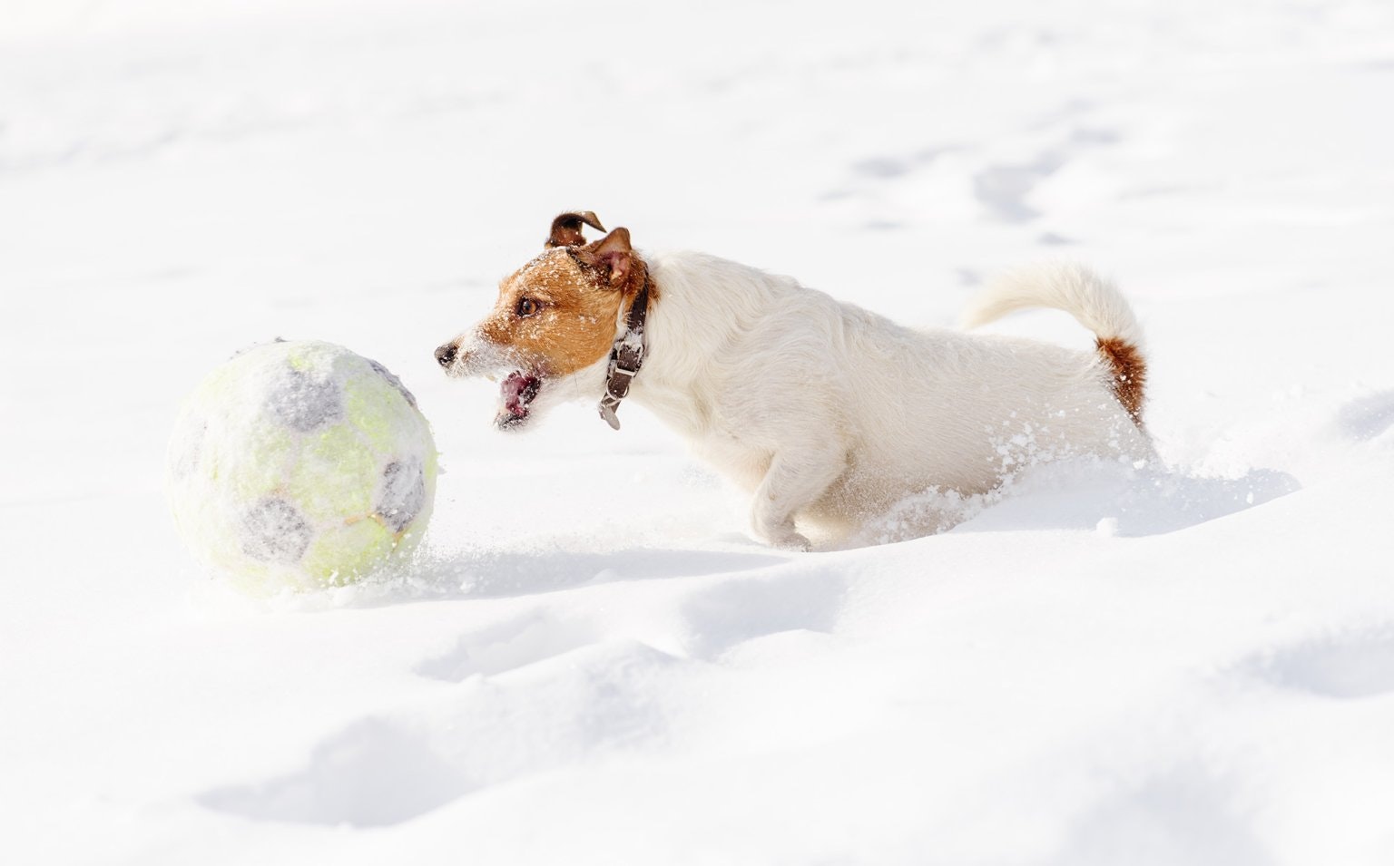 Illustrasjonsbilde av liten Terrier-hund som jager fotball gjennom dyp nysnø