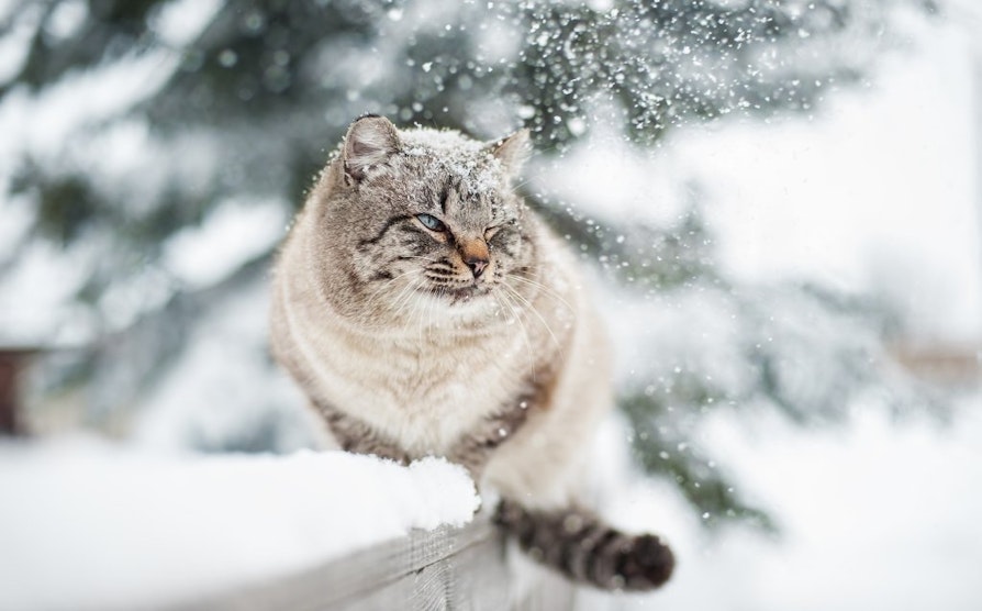 Stor, grå katt i lett snødrift