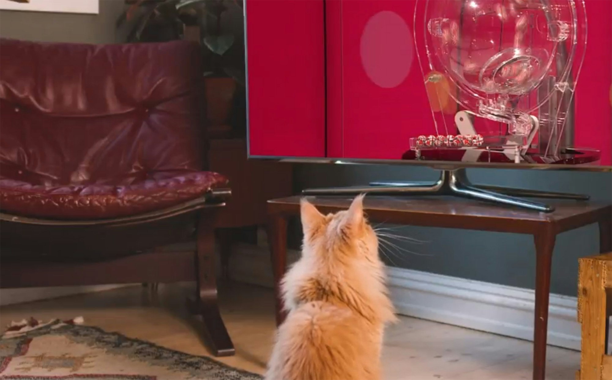 Lotto-katten Risotto ser på Lotto-trekning på tv.