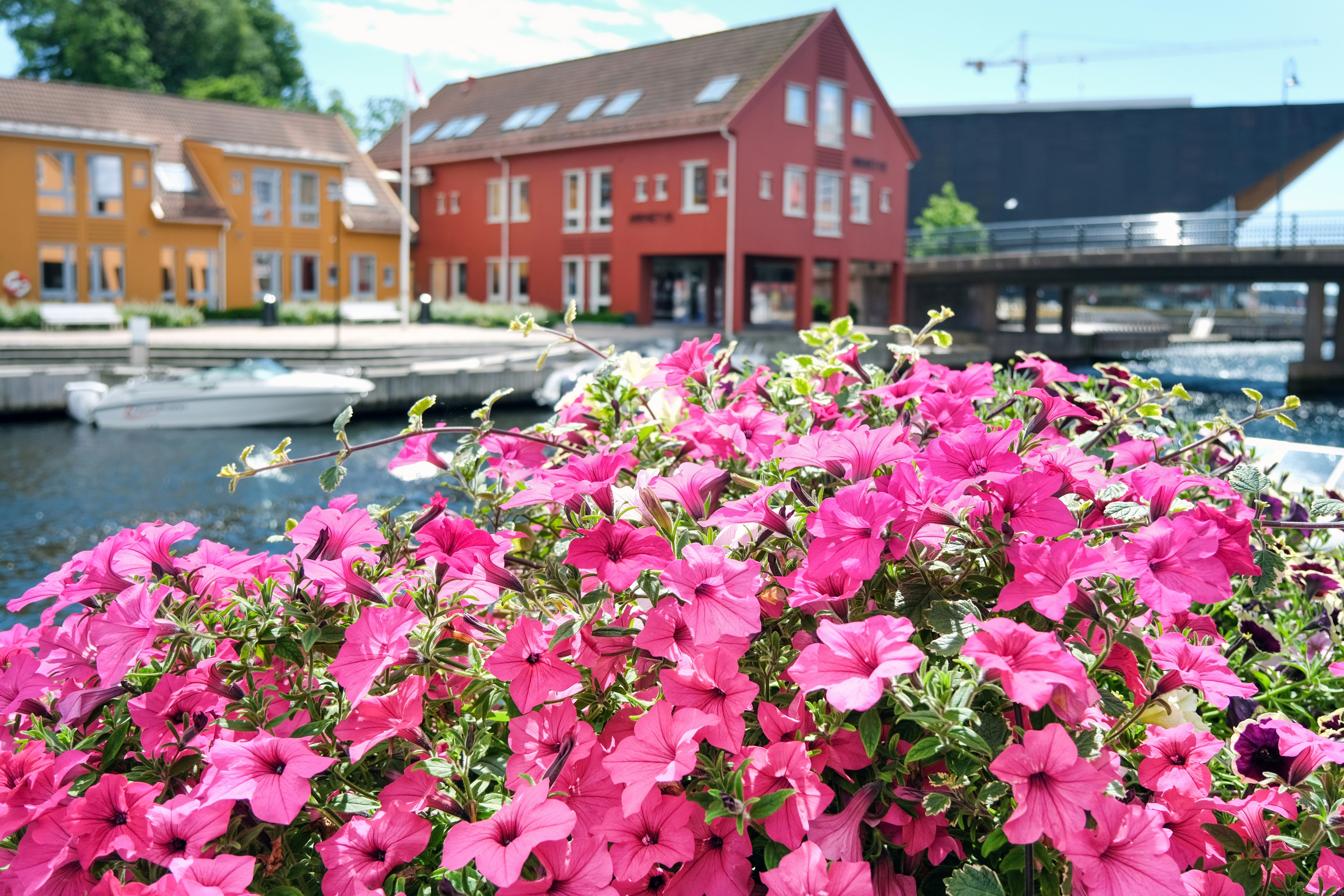 Rosa blomster i forgrunn og bygninger i Kristiansand-by ute av fokus i bakgrunn.