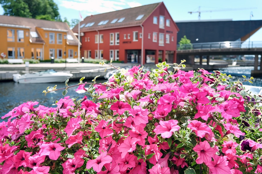 Rosa blomster i forgrunn og bygninger i Kristiansand-by ute av fokus i bakgrunn.