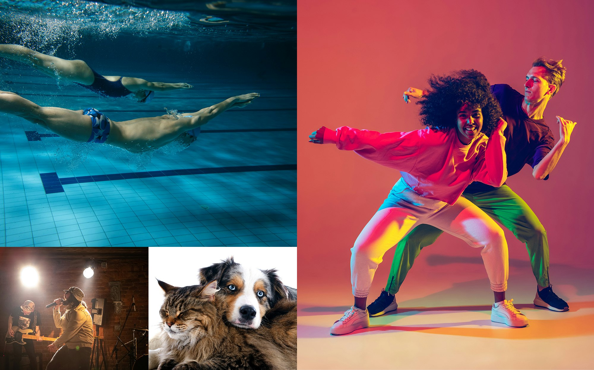 Ulike bilder satt sammen til en kollasj. Noen som danser, en hund og en katt, en som synger og to som svømmer