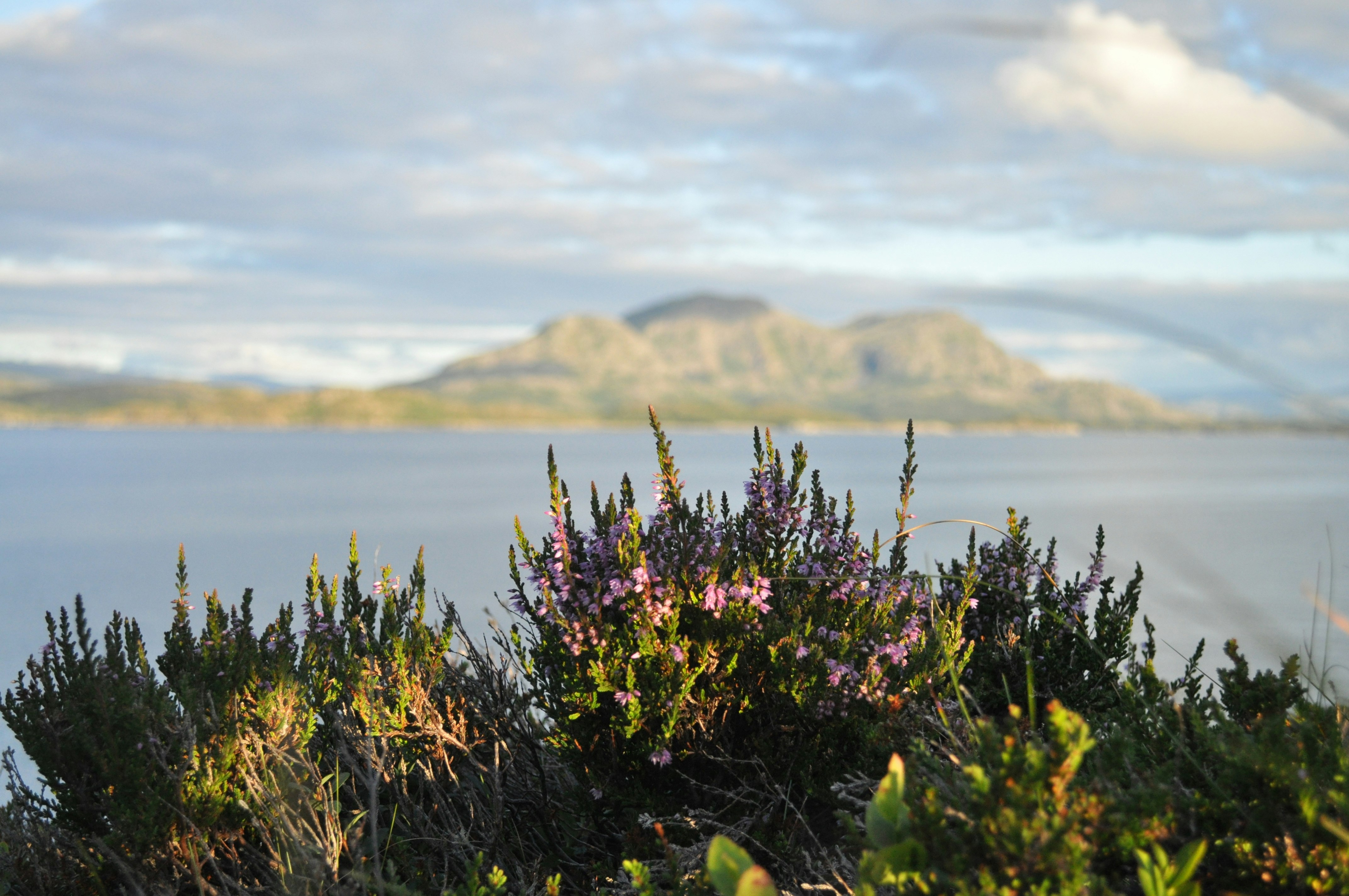 Lyngblomster med fjellet Torghatten og sjøen i bakgrunnen.