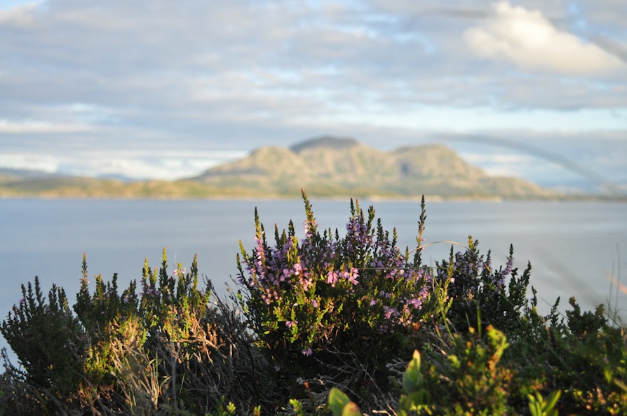 Lyngblomster med fjellet Torghatten og sjøen i bakgrunnen.