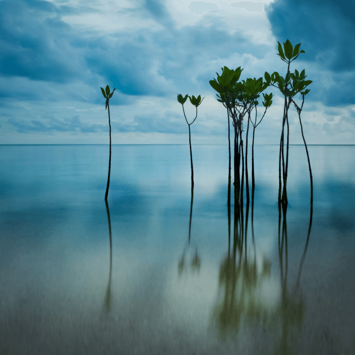 How carbon credits get to the voluntary market