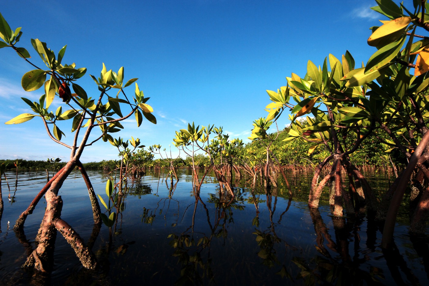 Who certifies carbon projects