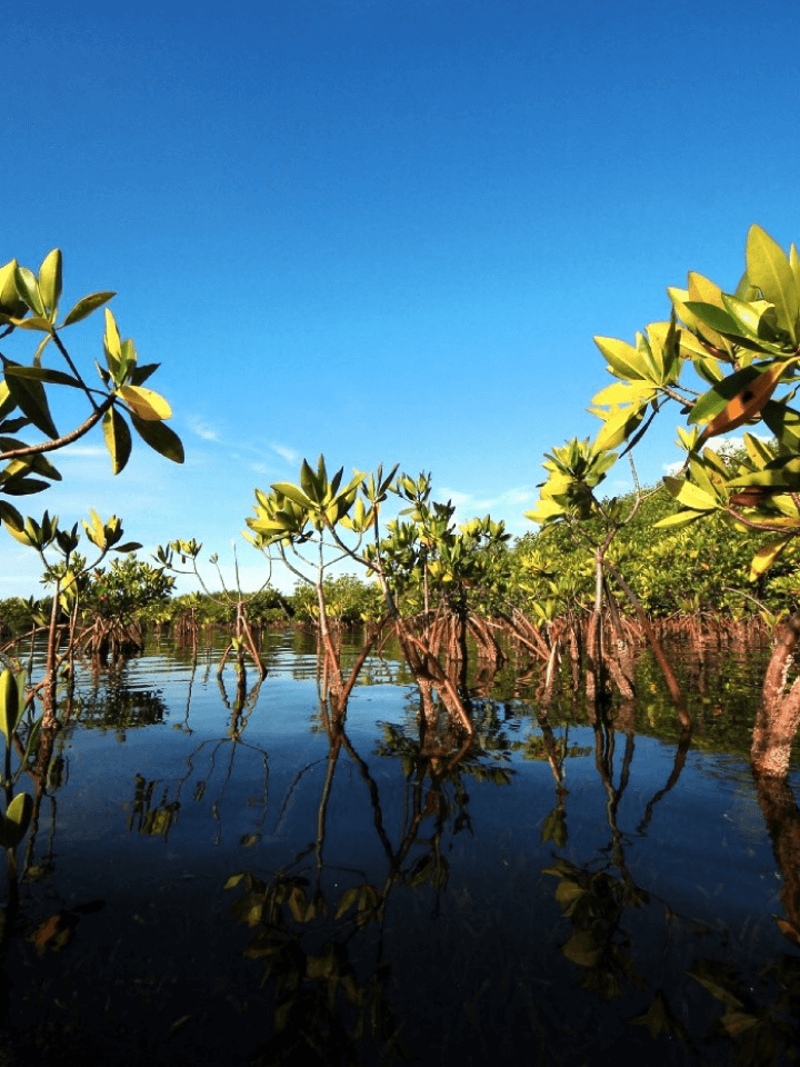 Who certifies carbon projects
