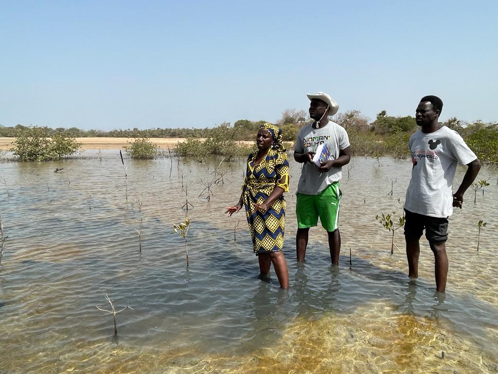 Lep-lep - Vlinder Senegal Blue Carbon