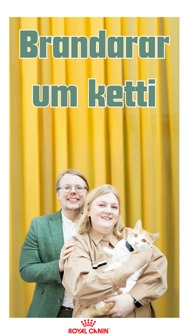 Cover Image for Brandarar um ketti (og einn fyrir ketti)