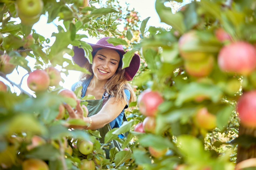 jonge vrouw die appels plukt op een boerderij.