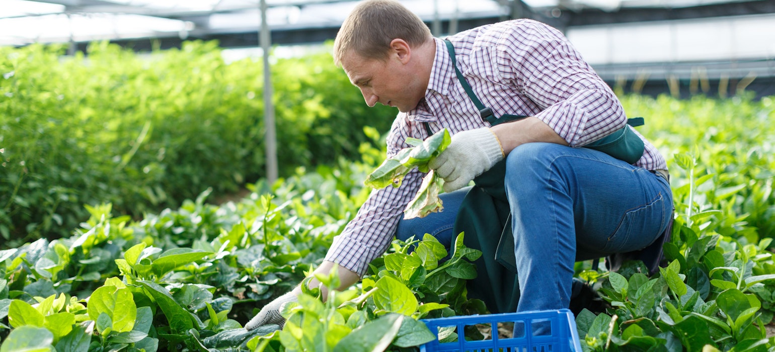 Mannelijke tuinier plukt Malabar-spinazie in een indoor serre