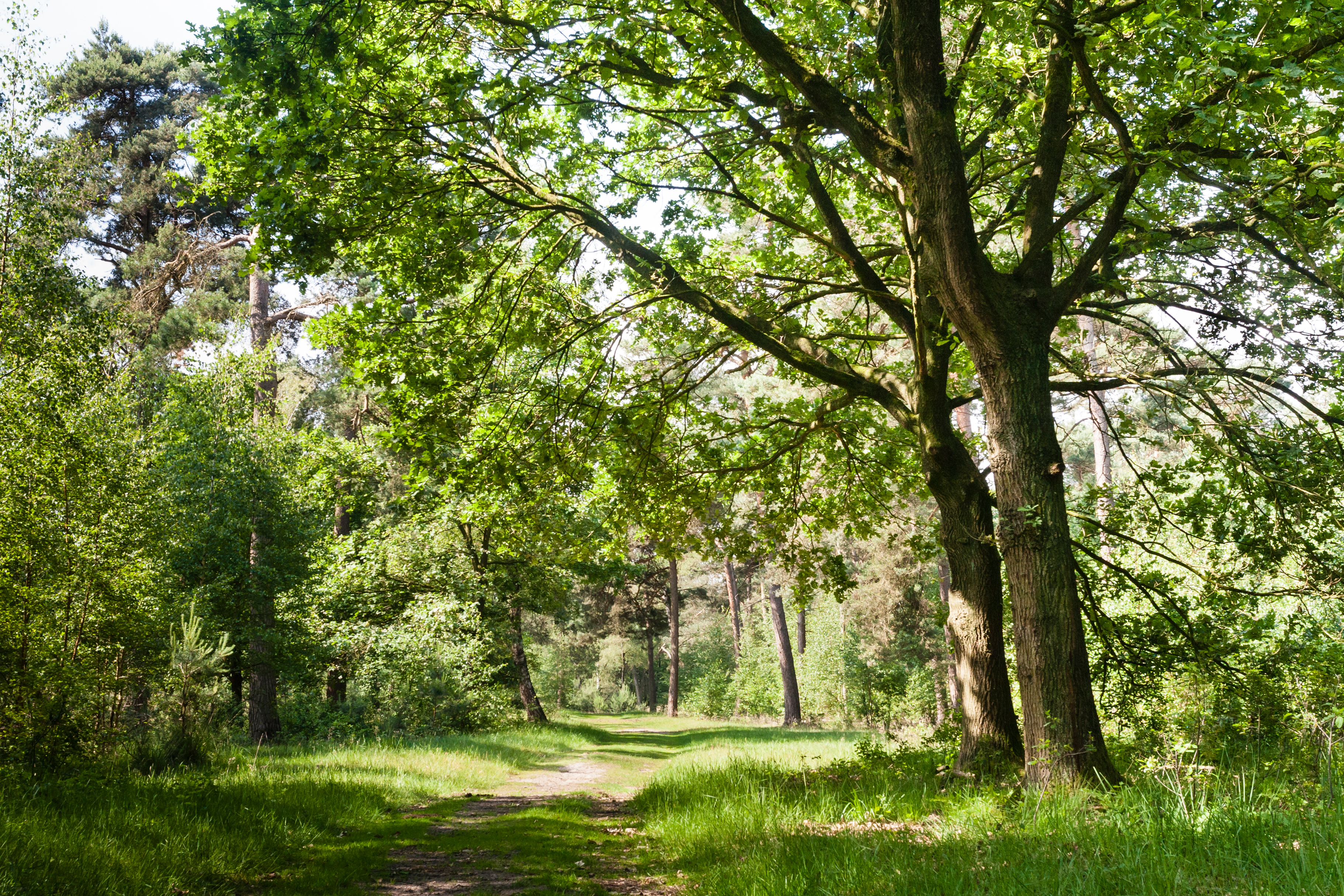 boekhouder Merksplas
