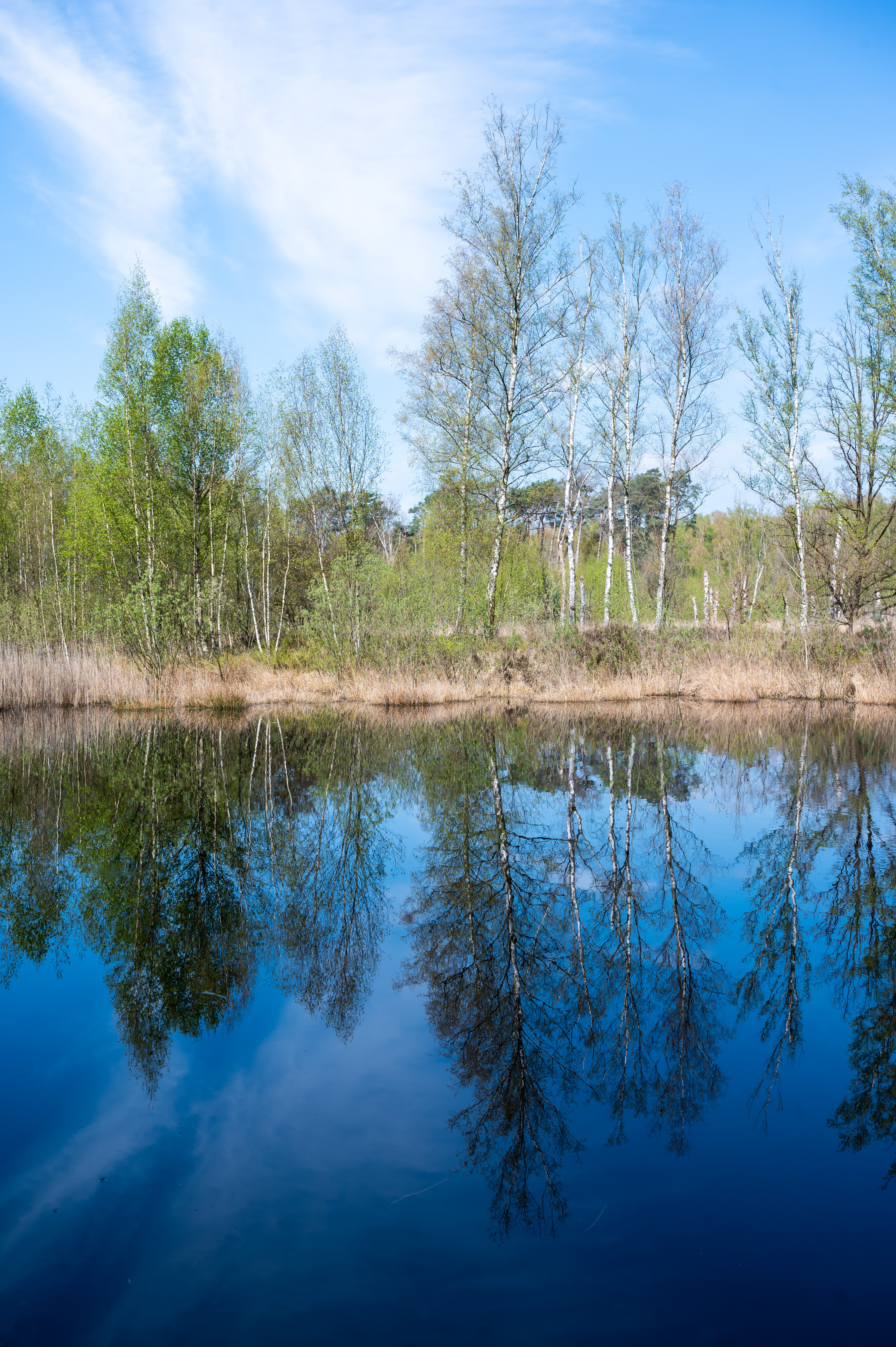 comptable Tessenderlo