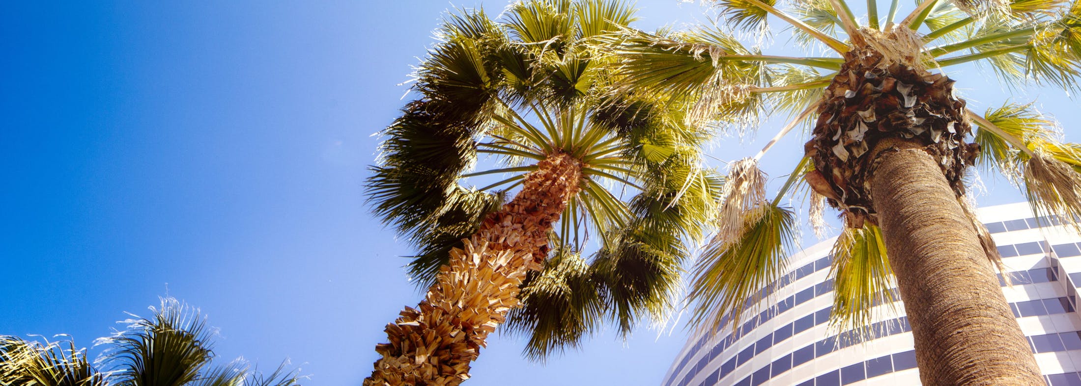 Aesthetic shot of palm trees