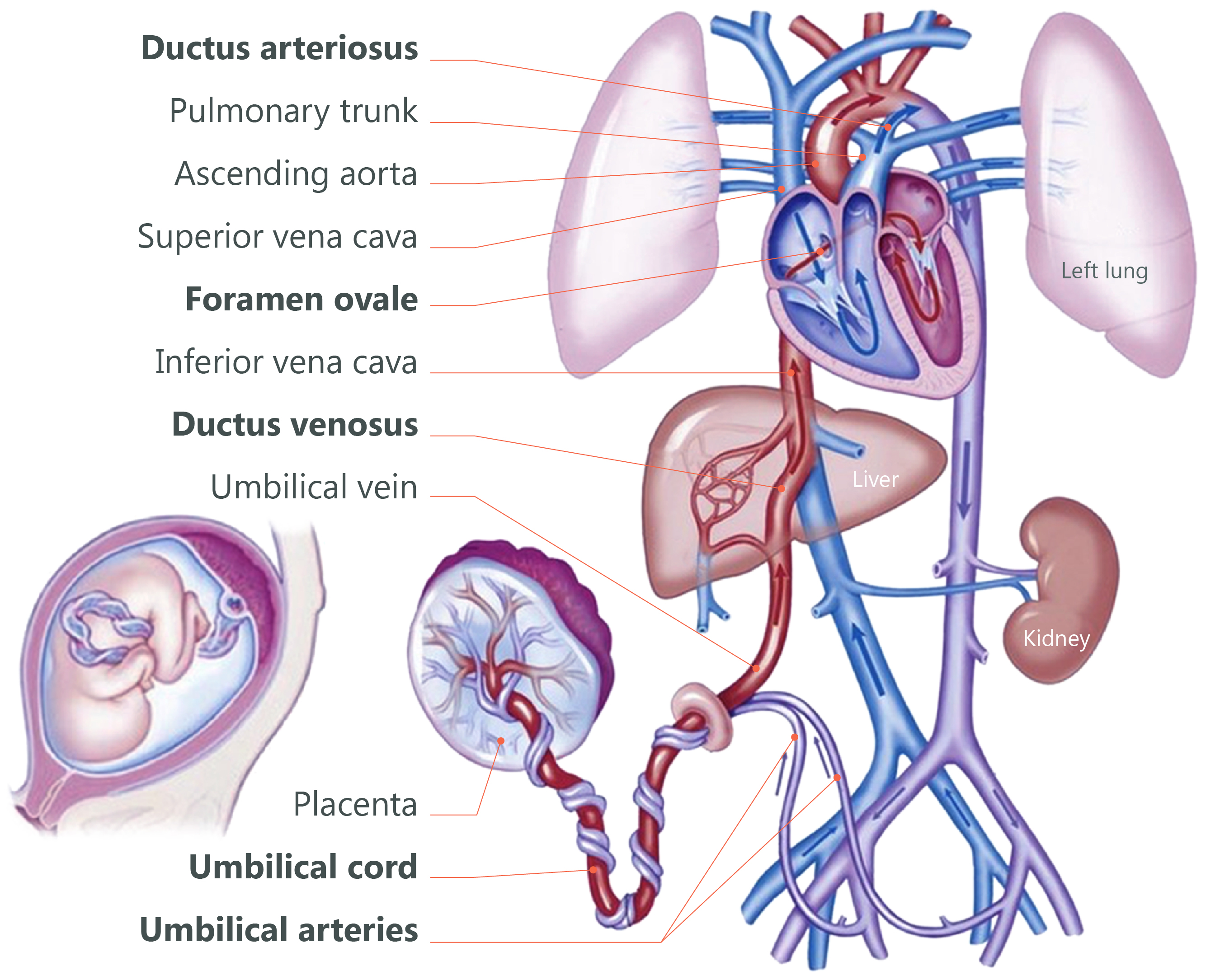 umbilical cord diagram