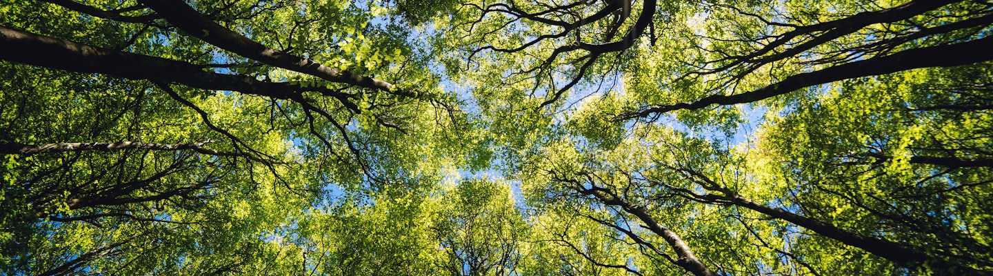 Below shot of trees growing against sky