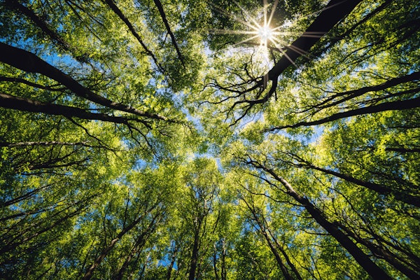 Below shot of trees growing against sky