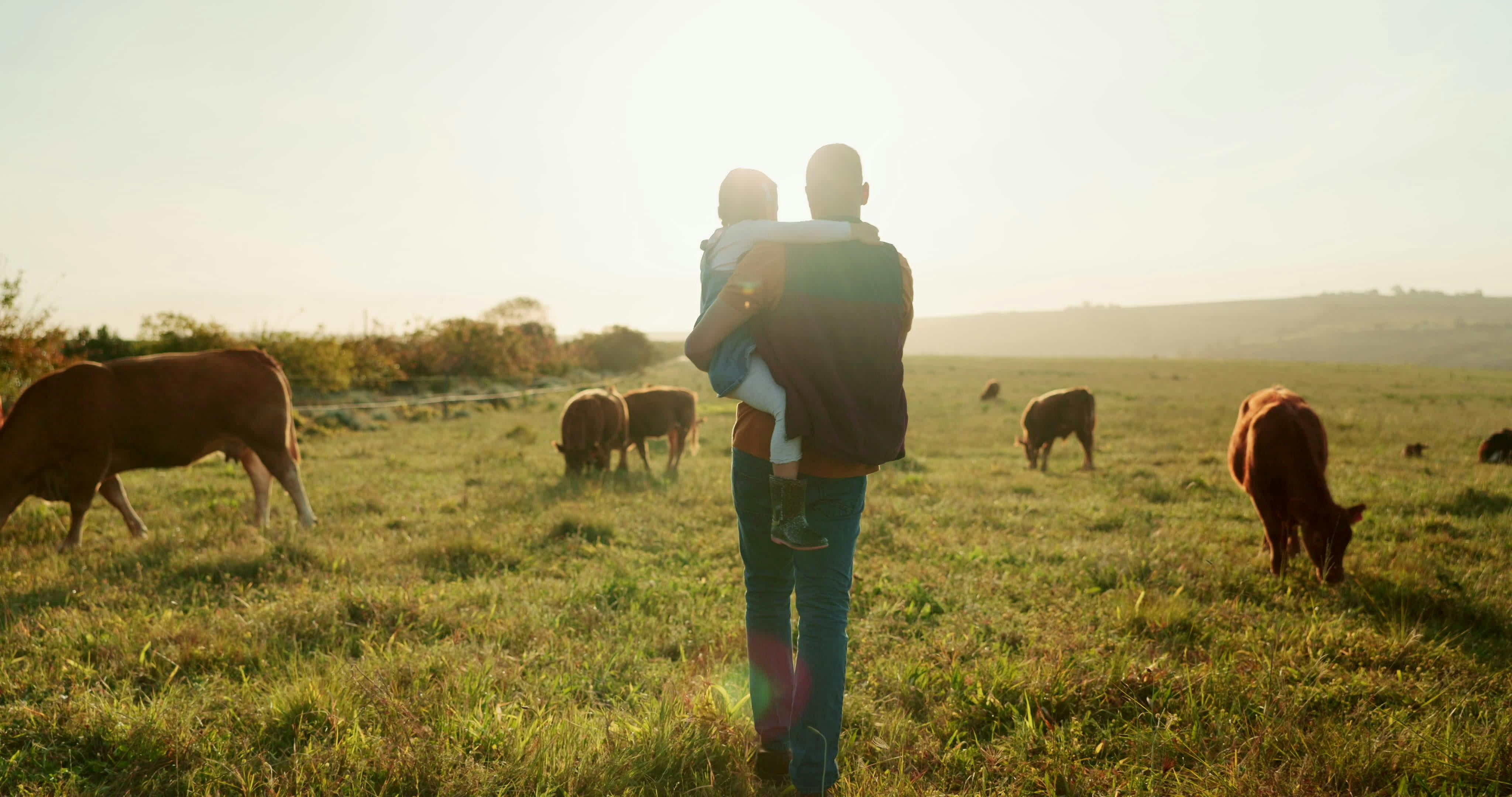 Father Daughter Farm Family, farm and cattle with a girl and father walking on a field or grass meadow in the agricultural industry.