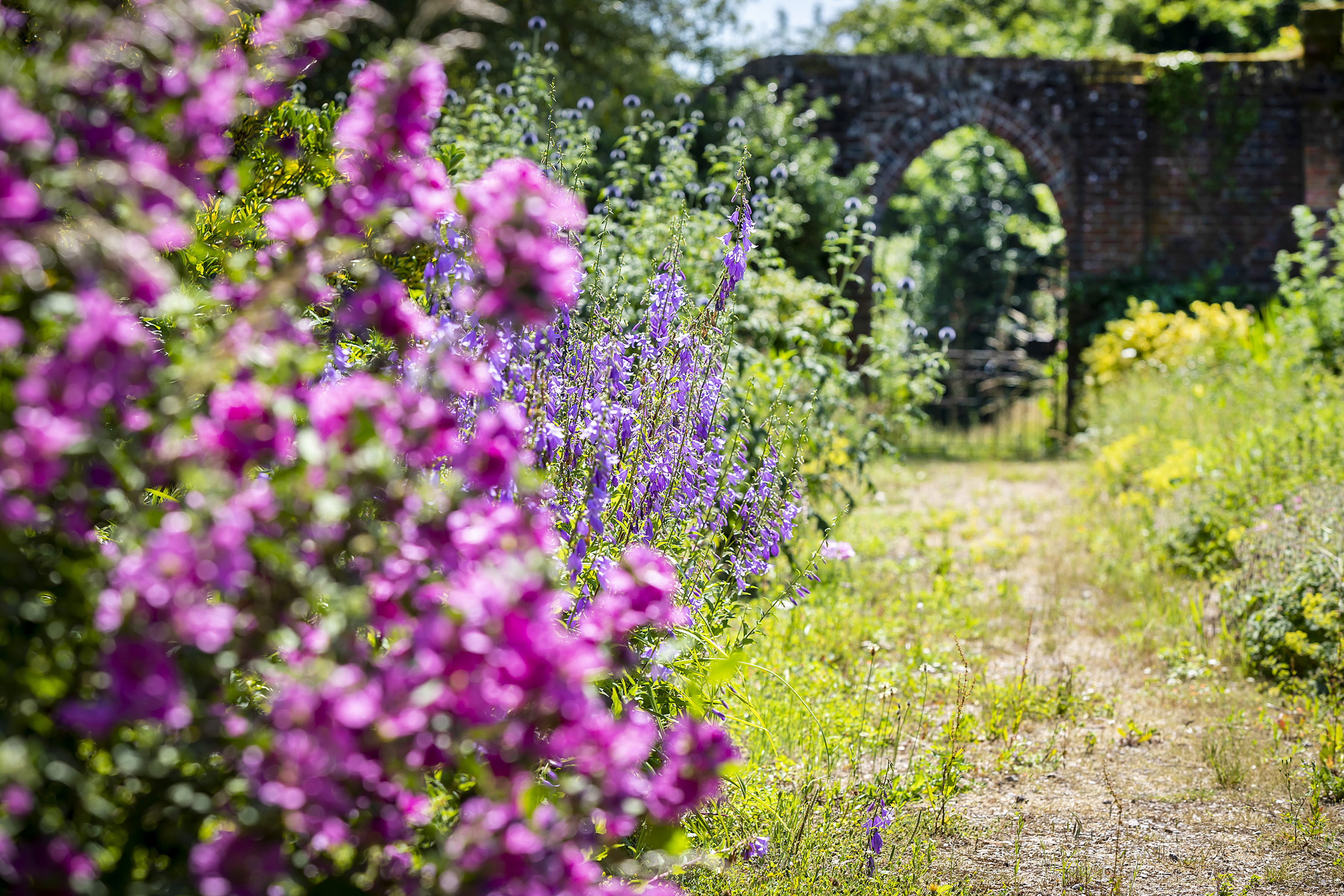 Flowers in front of a gate