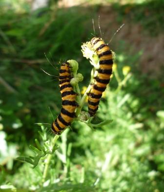 Bugs on ragwort