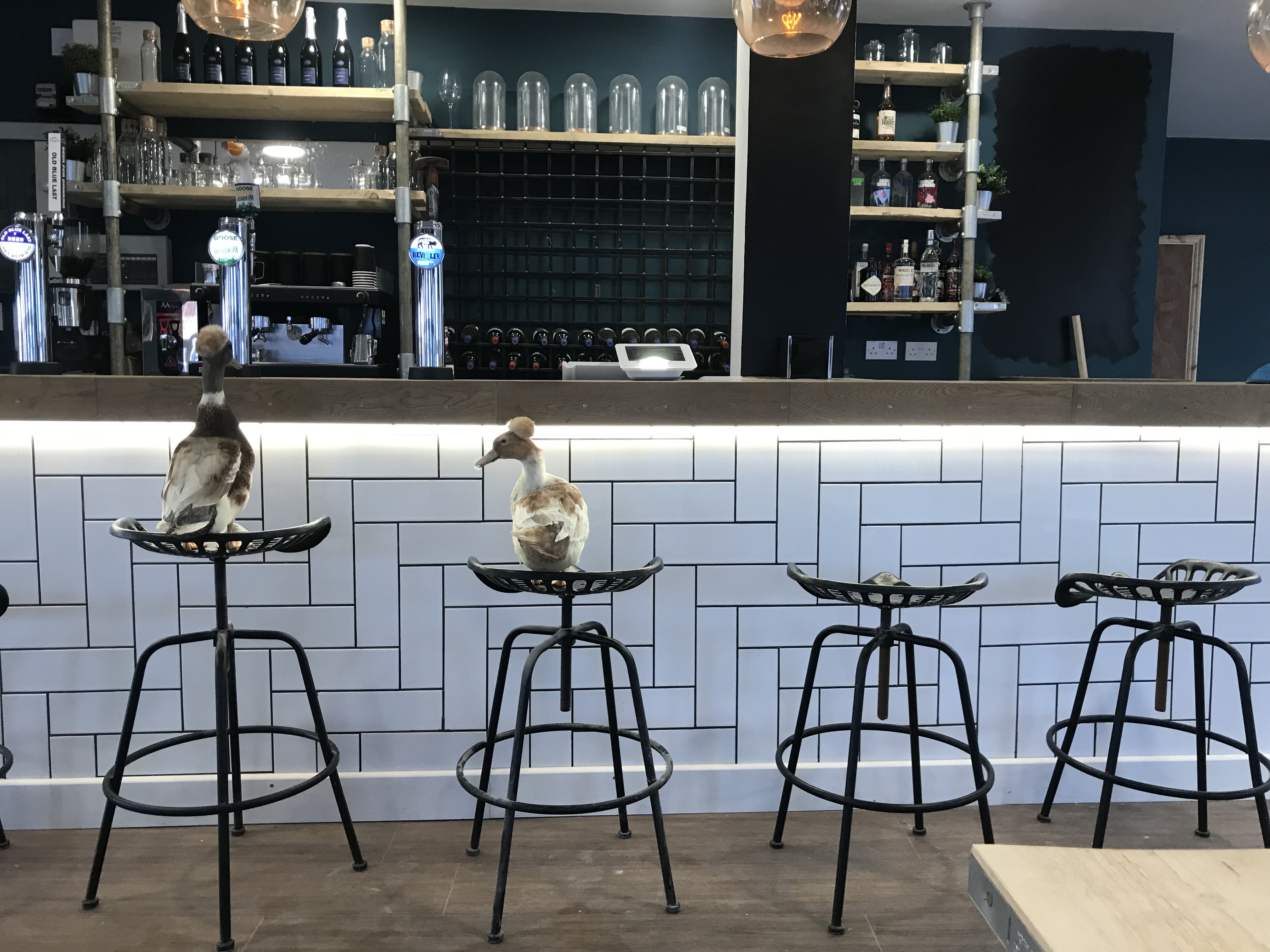 Two ducks sit on bar stools in front of the bar