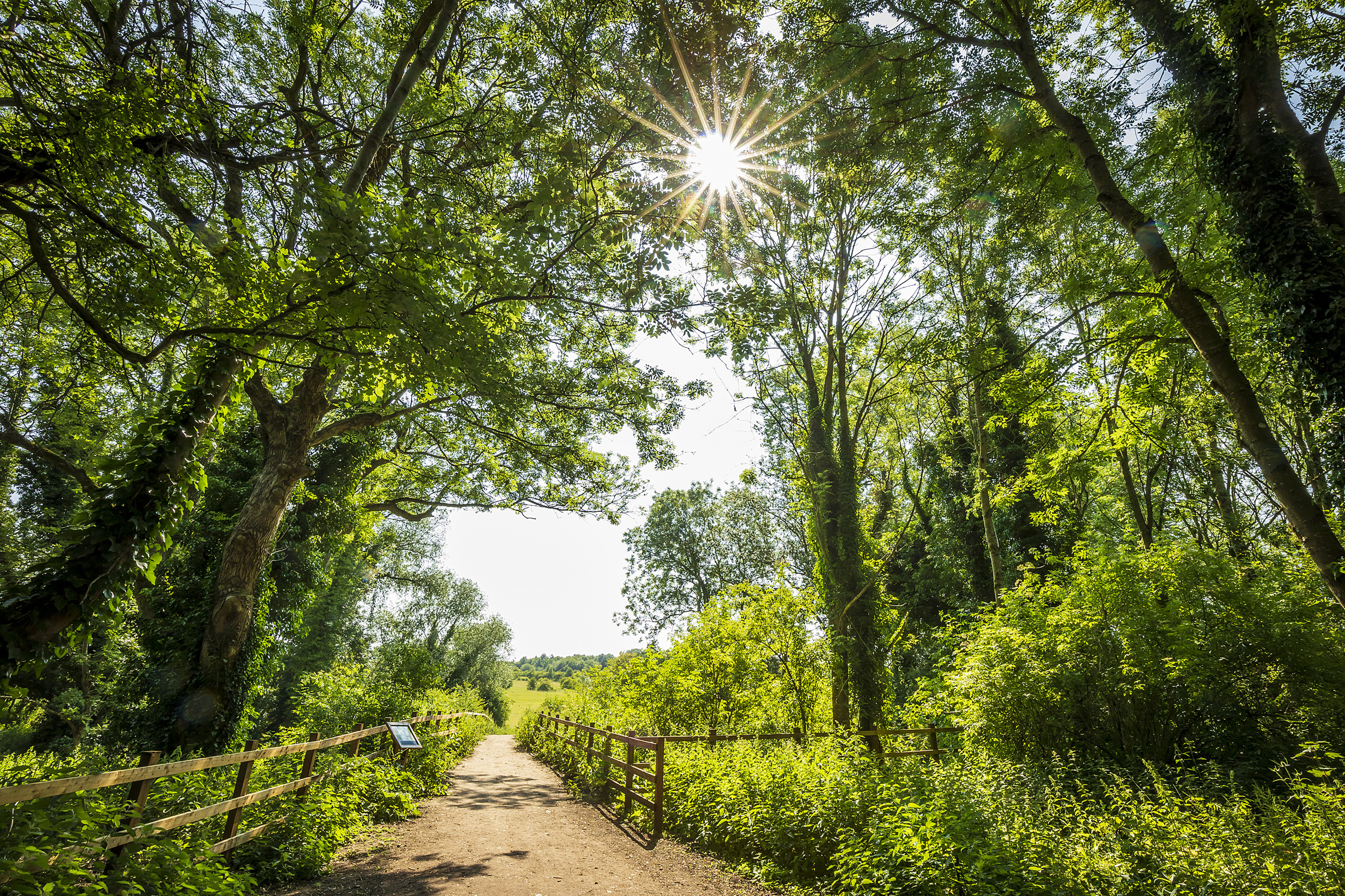 A path with a wooden fence either side. Then green shrubbery and bushes and larger trees. You can see the sunshine peeking through the trees.