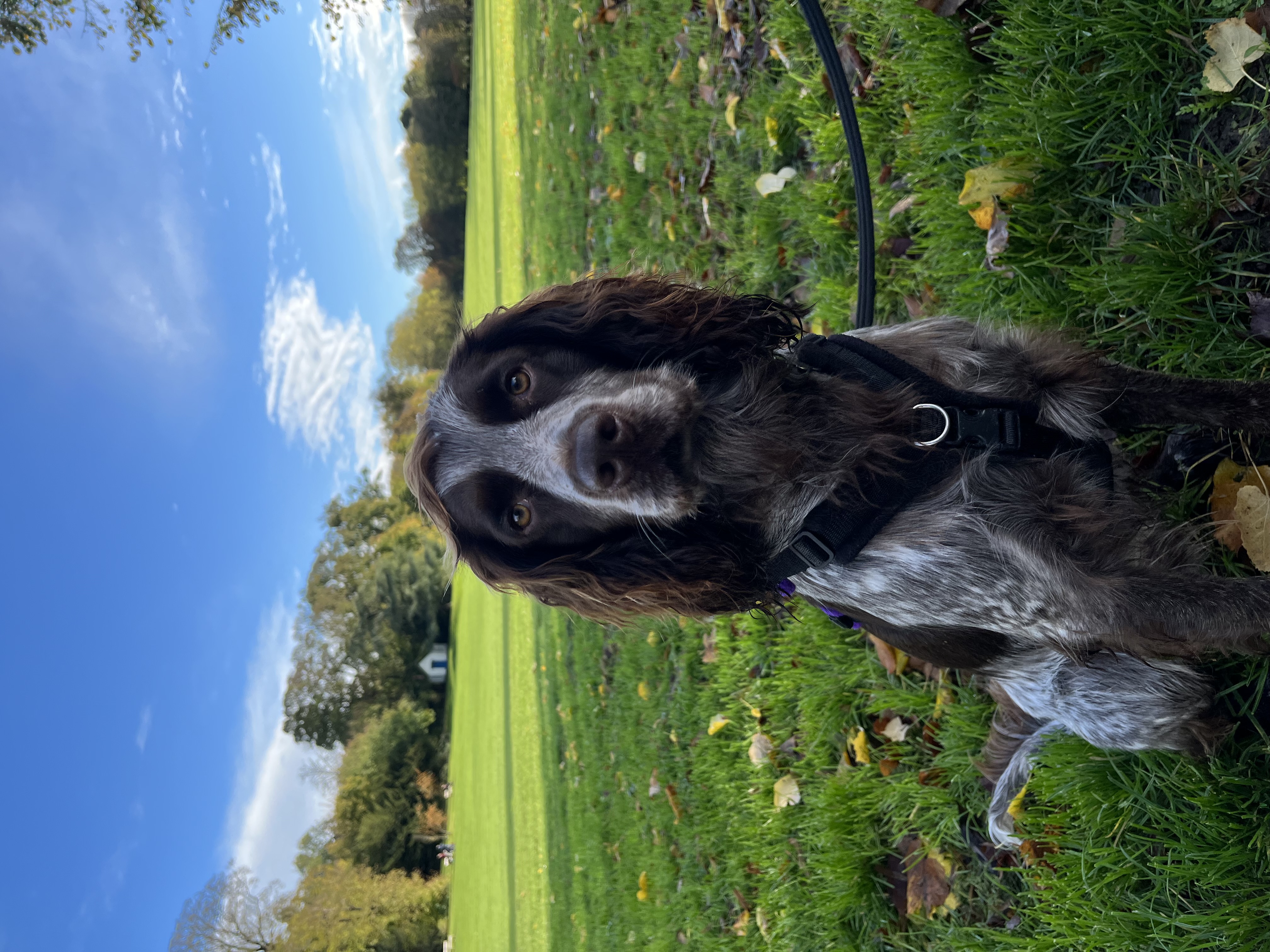 A chocolate roan dog sits facing the camera. He is sat in the shade on green grass, in the backdrop the sun shines on green grass and trees.